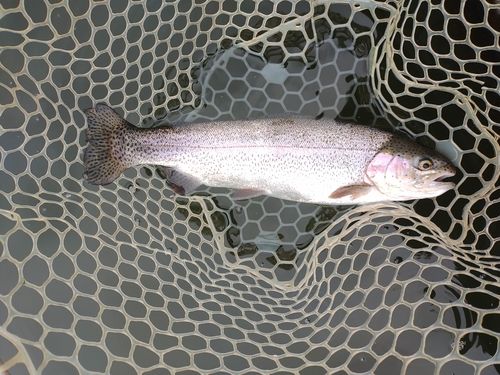 ニジマスの釣果