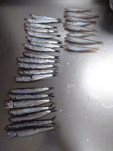 カタクチイワシの釣果