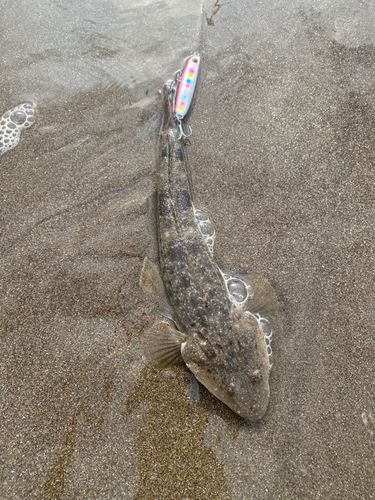 マゴチの釣果
