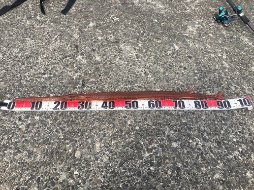 アカヤガラの釣果