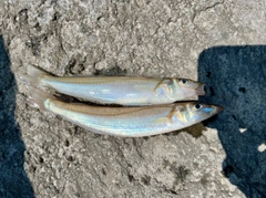 シロギスの釣果