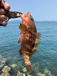 キジハタの釣果