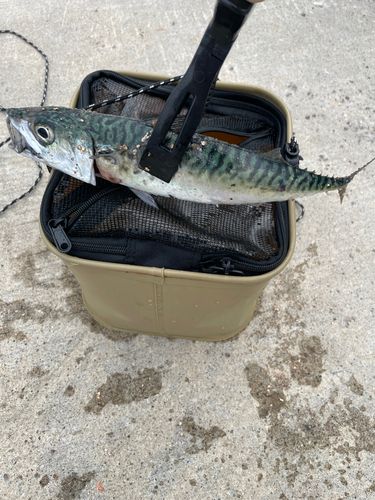 サバの釣果