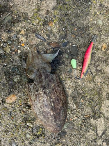 コウイカの釣果