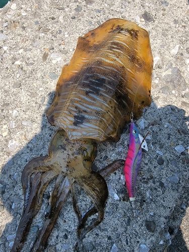 アオリイカの釣果