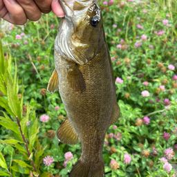 スモールマウスバス