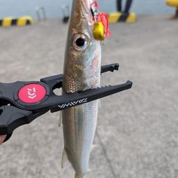 カマス