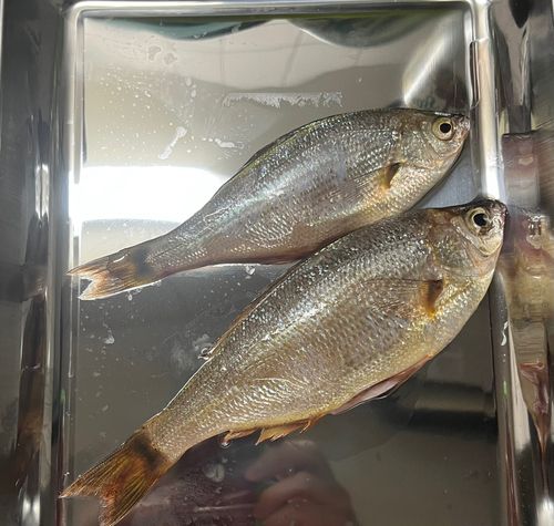 ウミタナゴの釣果