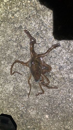 タコの釣果
