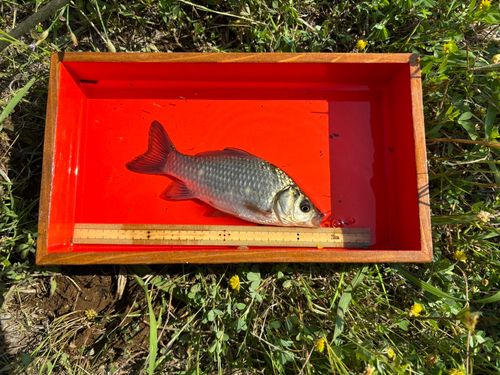 フナの釣果