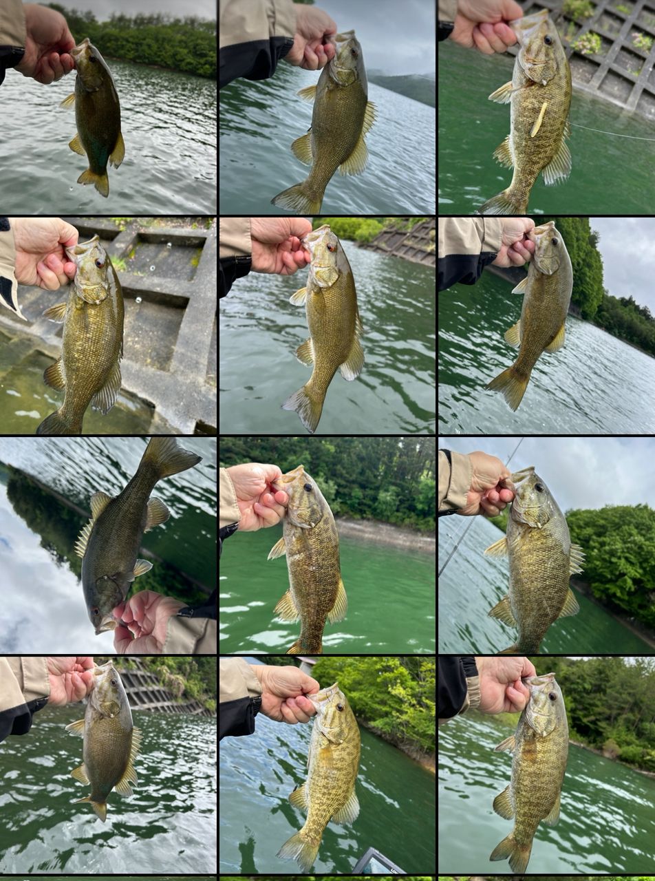 スモールマウスバス