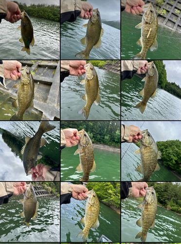 スモールマウスバスの釣果