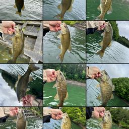 スモールマウスバス