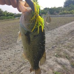 ブラックバス