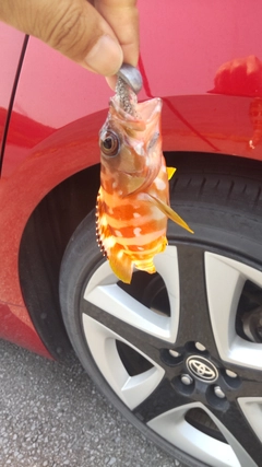 アカハタの釣果
