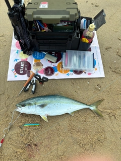 ヤズの釣果