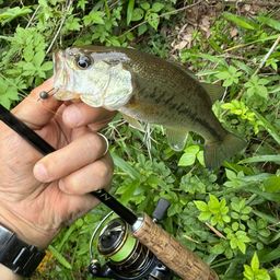 ラージマウスバス