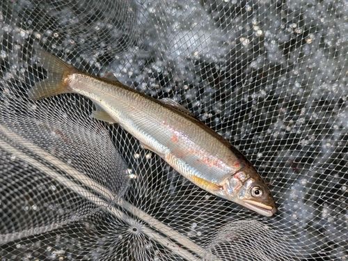アユの釣果