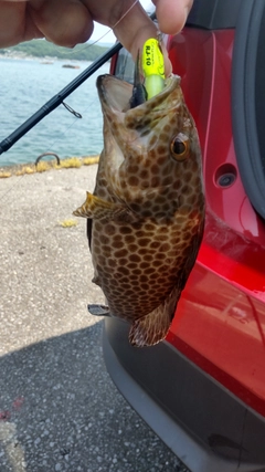 オオモンハタの釣果