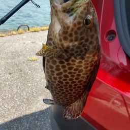 オオモンハタ