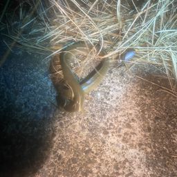 ウナギ