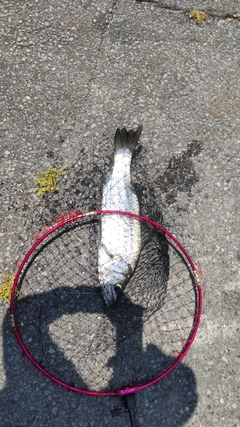 ヒラスズキの釣果