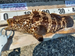 ヤイトハタの釣果