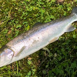 レインボートラウト