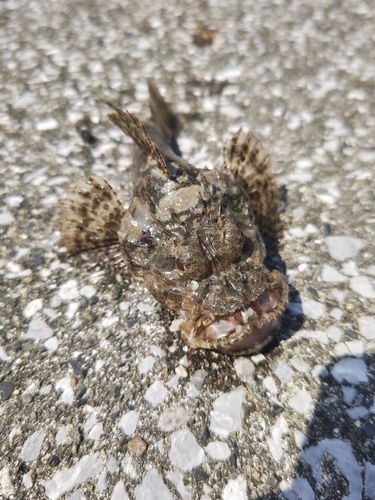 オニオコゼの釣果