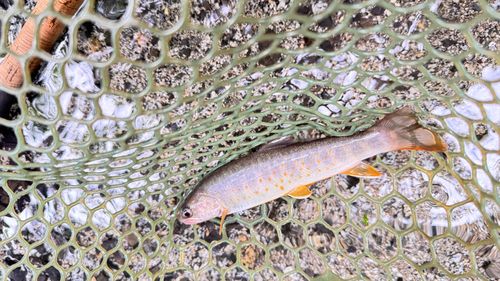 ヤマトイワナの釣果