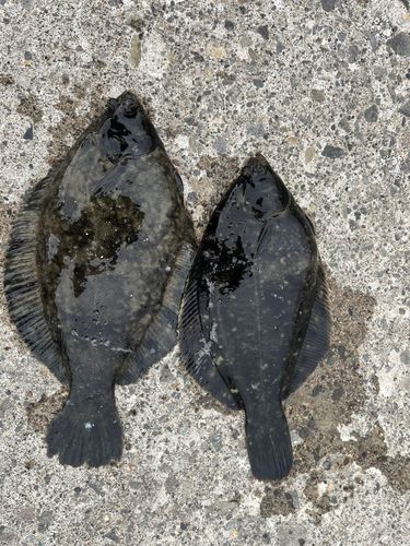 クロガシラガレイの釣果