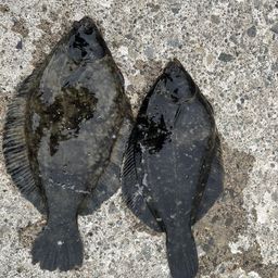 クロガシラガレイ