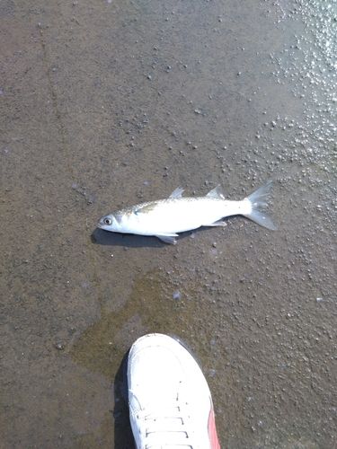 ボラの釣果