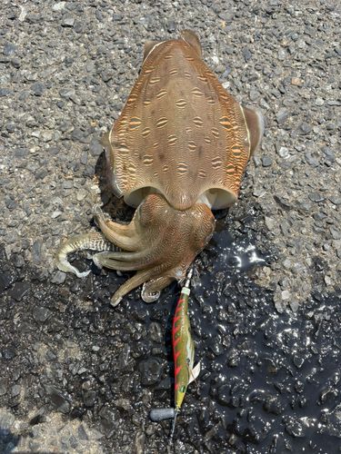 モンゴウイカの釣果