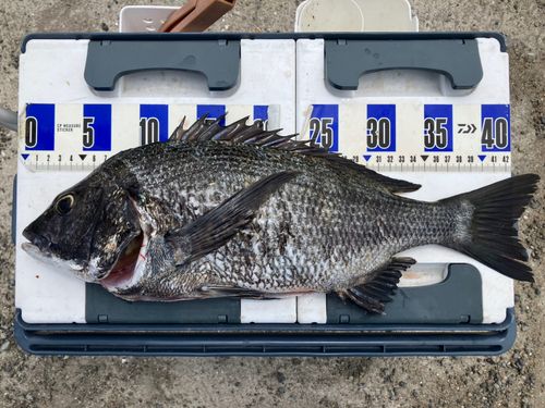 チヌの釣果