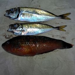 サバ