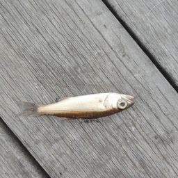 ムツ