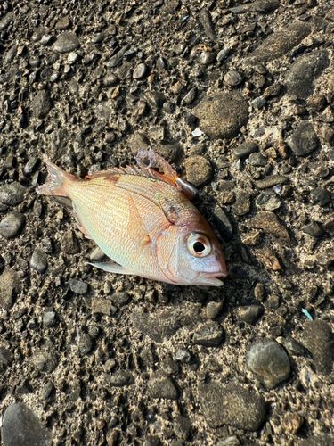 釣果