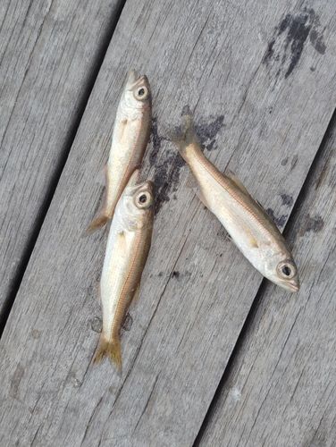 ムツの釣果