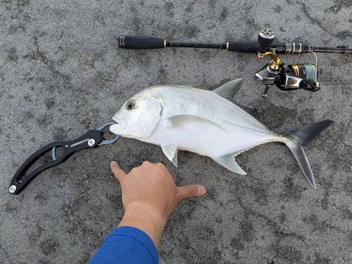 ロウニンアジの釣果