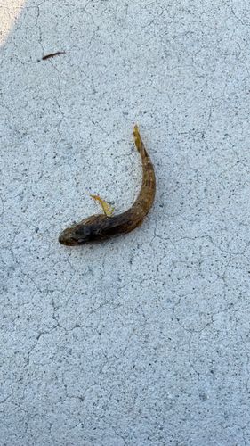 アカハゼの釣果