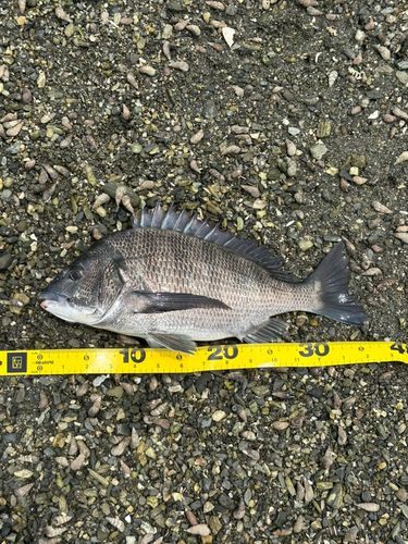 チヌの釣果
