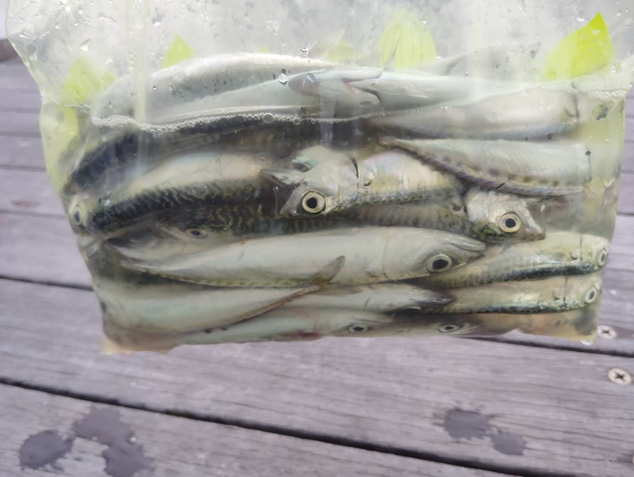 サバ