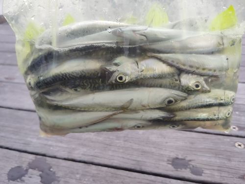 サバの釣果