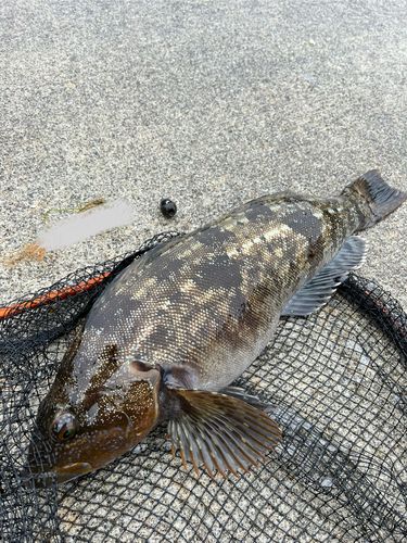 アイナメの釣果