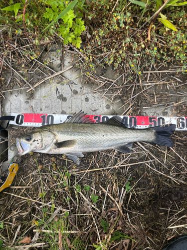 スズキの釣果