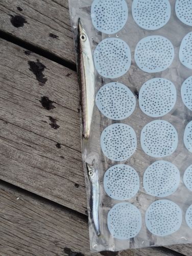 カマスの釣果