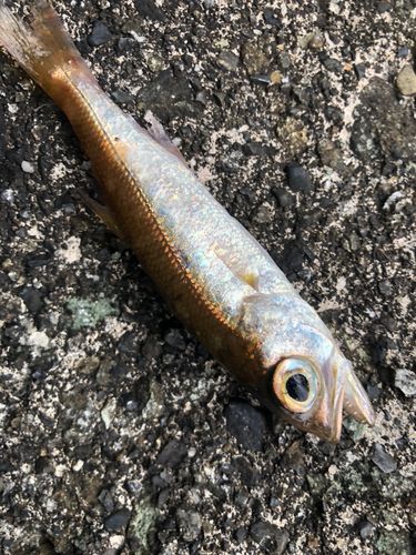 ヘダイの釣果