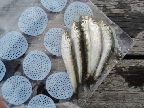 マイワシの釣果