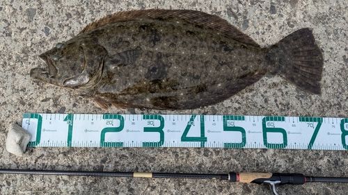 ヒラメの釣果